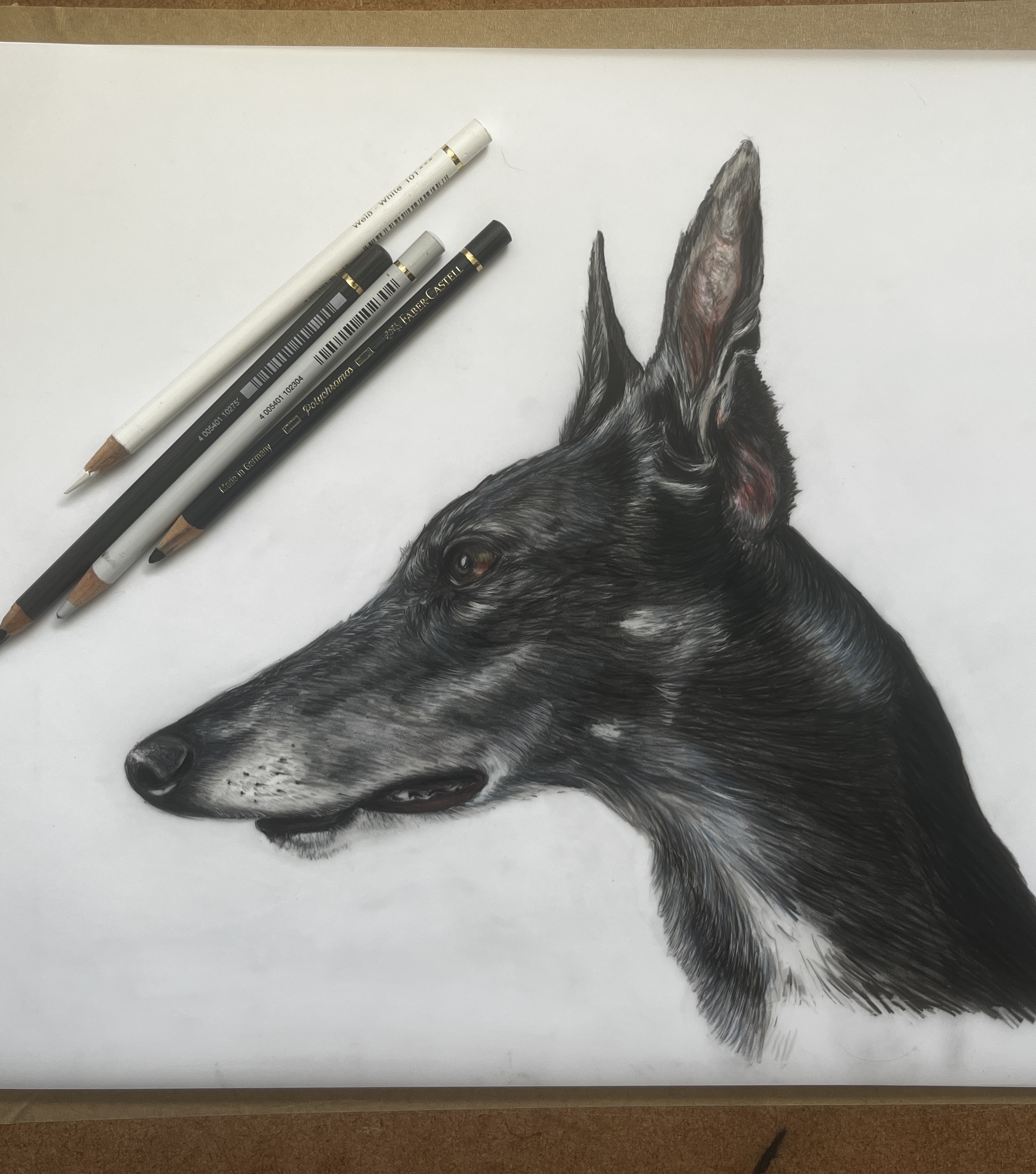 Pencil drawing of rescue greyhound Margo